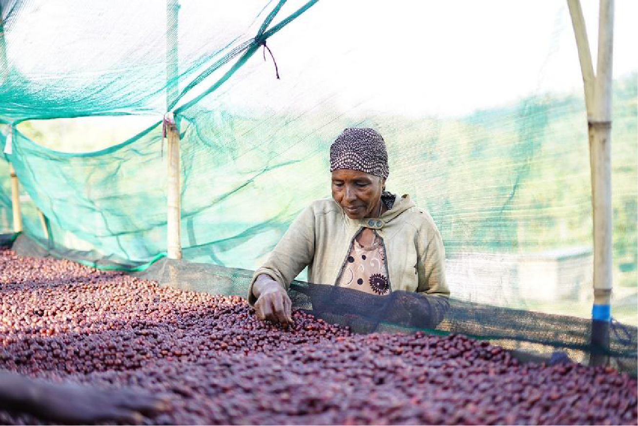 Ethiopia Boreta - Görsel 3